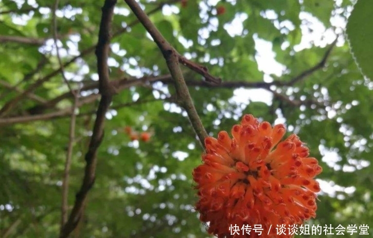 这野果形似杨梅，在农村遍地有但没人要，城里人1斤30元抢着买