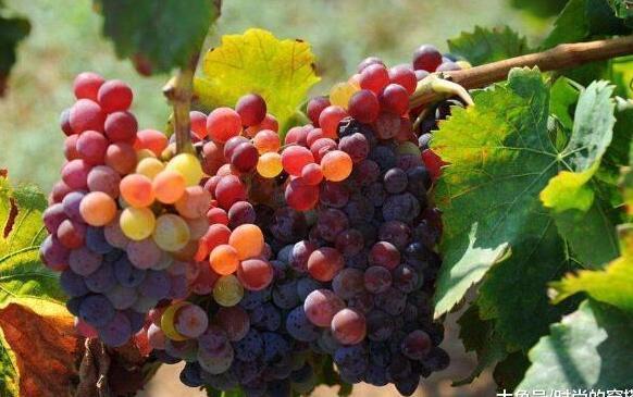 我国黄褐斑人群越来越多, 皮肤科医生: 这3个因