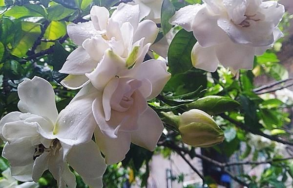  [栀子花]春天栀子花开了，3件事不要做，不掉花，开又大又香