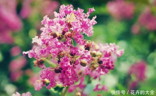 种植|今年夏天流行养紫薇,完全不怕晒,将它放到太阳下长达开花四个月