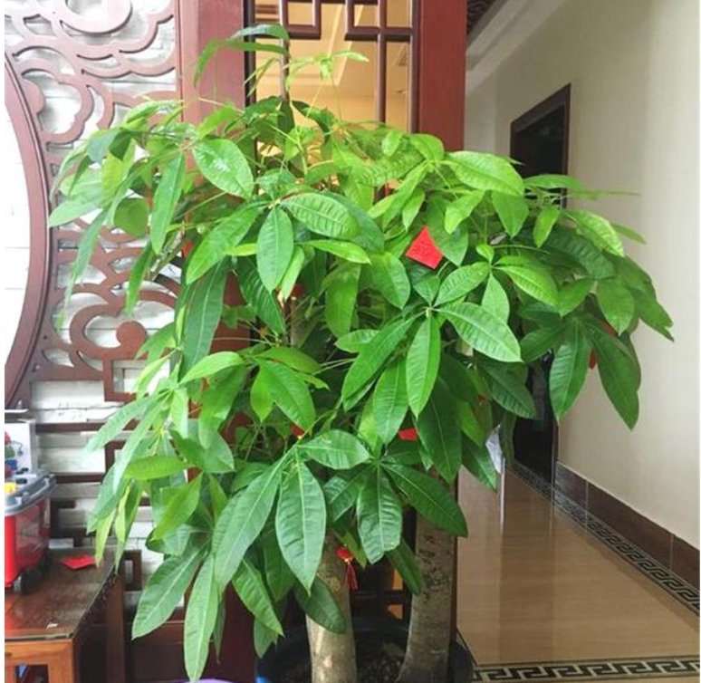  发财树浇水■你见过“发财树”开花结果吗？?掌握关键2点，漂亮花朵开出来！