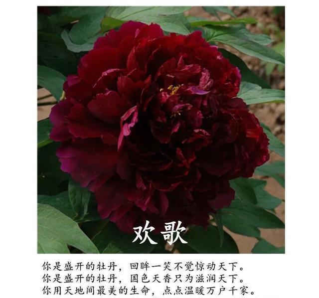  全场■国花牡丹，春天最大气的花，开出第一朵，就惊艳全场！