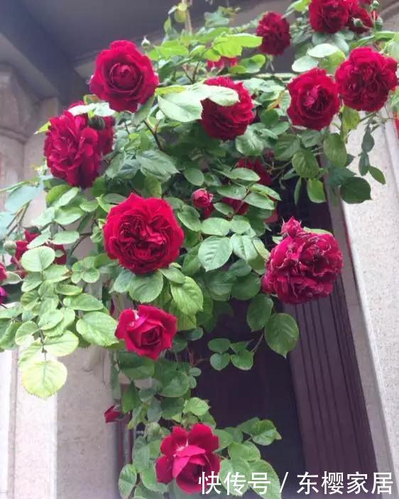 「只养」只养这1种花,就能打造绝美花园和阳台!月季品种和养护要点!