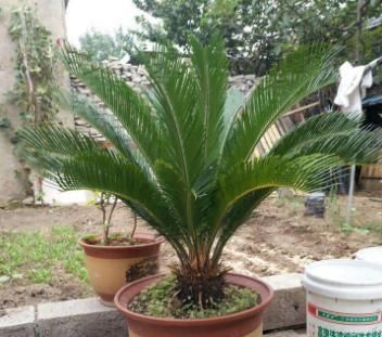  [铁树]有根铁树,叶子剪掉移栽后要全阳养护吗?