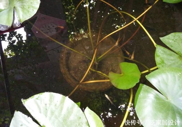  『过滤』什么观赏鱼可以在比较浑浊没有过滤的水质中饲养，而且不会死呢？