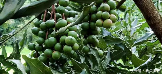  种子■30年前在云南种下的这枚夏威夷果种子，今天正式结果了