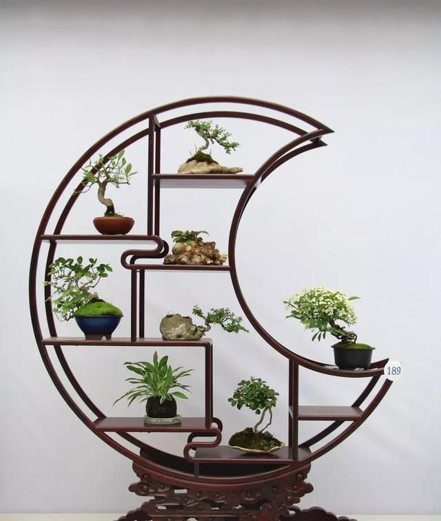  小品组合@微盆景展获奖作品精选，一起来养养眼