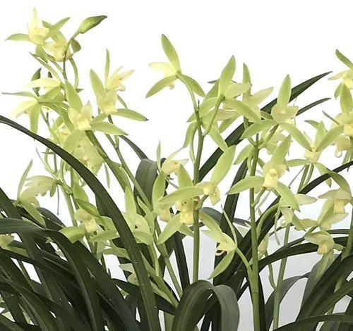  室内空气@此花寓意美好，花色鲜艳，花期长，适合家中养护观赏