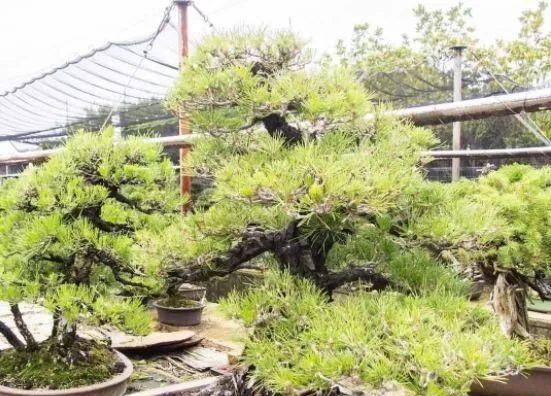 岁寒三友，一组松树盆景佳作欣赏