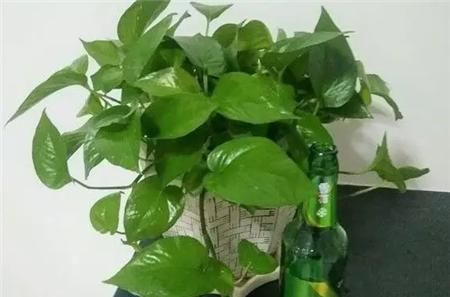  啤酒稀释液：虎皮兰和绿萝最爱“它”，盆里浇1点，枝叶绿油油，爆盆一整年