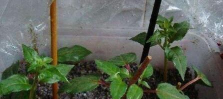  水里@5种花“趁着”春天快扦插，枝条丢水里，5天就生根，好活长得快