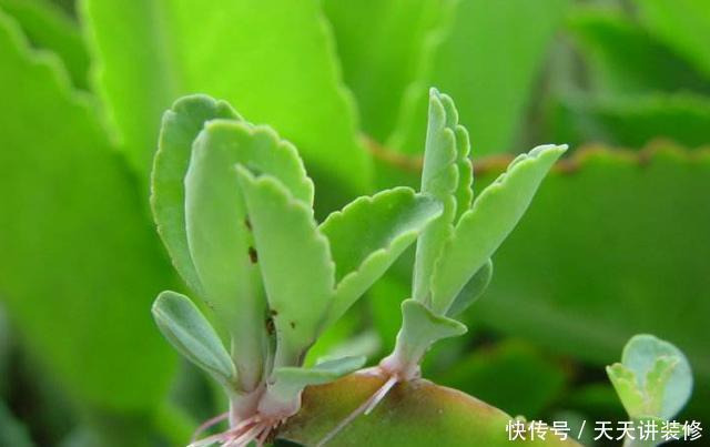 花盆|多肉中的“小强”,落地就生根,“霸占”你花盆,还能嫁接长寿花