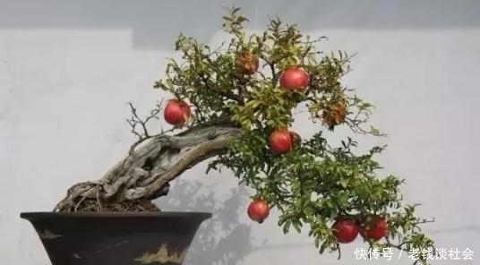 你家石榴盆景还没开花？简单几步，让开花的石榴更具观赏性！