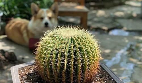  「兰属的植物」8种花其实都是多肉，旱着养才能长爆盆！