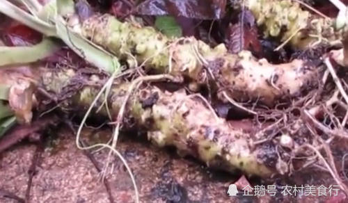 农村里“最娇贵”的蔬菜，保质期仅15分钟，日本一根卖200元