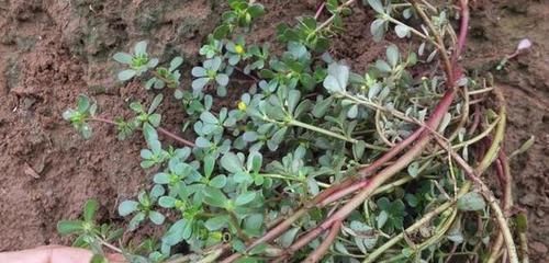 『人称』1种野草,人称窝蛋草,又叫血见愁,腹泻,止血效果好,见到别拔