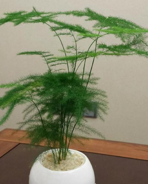  「盆栽」文竹盆栽很常见，如何养护有技巧，沙质土壤不能少