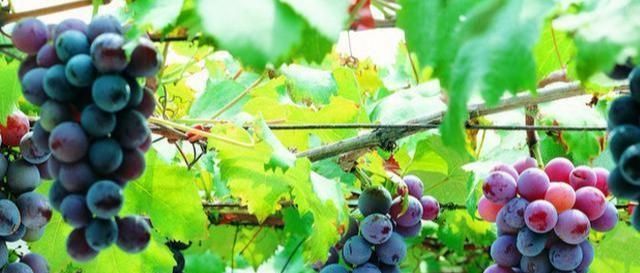  #有门道#门前种树有门道，5种树镇宅，运道好，3种树要躲开，你了解吗