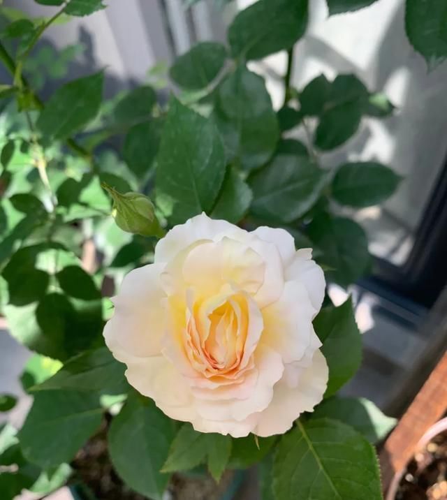 『丰花性好』狼家自育的表现到底如何,戳进来看看花友们的大实话