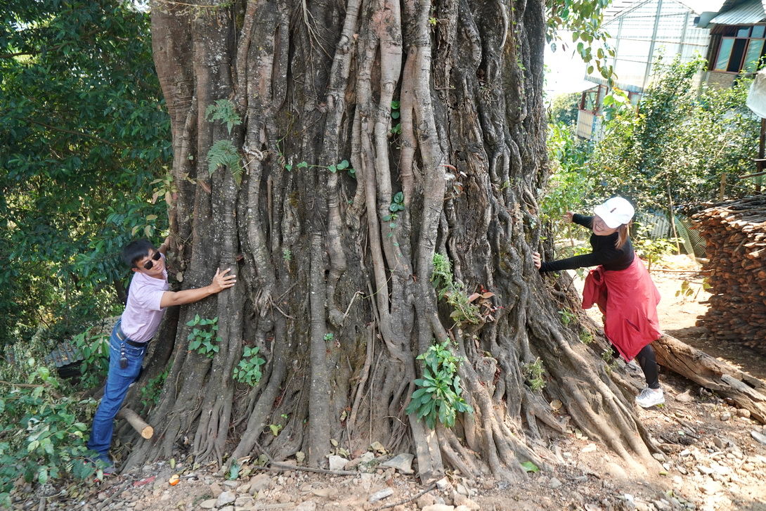 云南一株低调古柏，中国可排前三却少人知道，村民说有茶就足够了