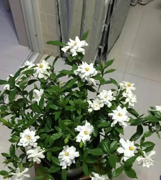 满园■绿叶丛中一点白,花开满园栀子香