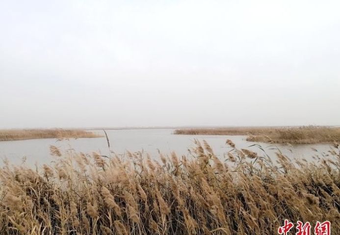 初冬时节山东黄河三角洲焕发别样生态美