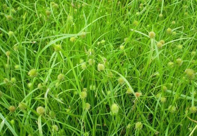 农村有一种野草，以前总是被农民拔掉，现在却卖20元1斤