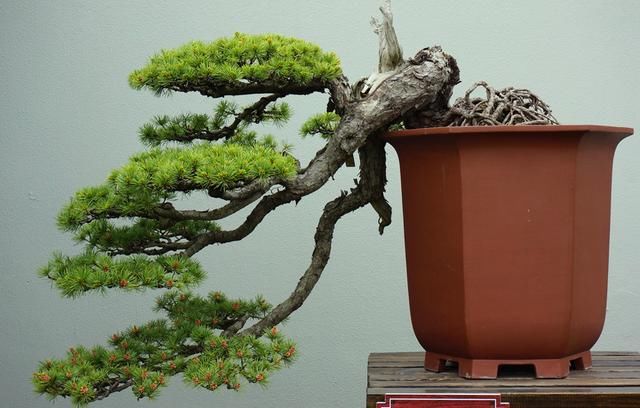 一种植物，做盆栽非常漂亮，农民砍，挖一颗回家