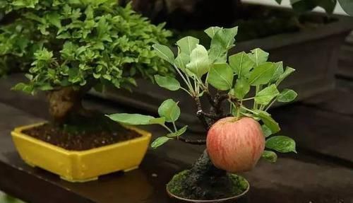  「美丽」15种最美丽的盆景树，找到了盆景里的故事