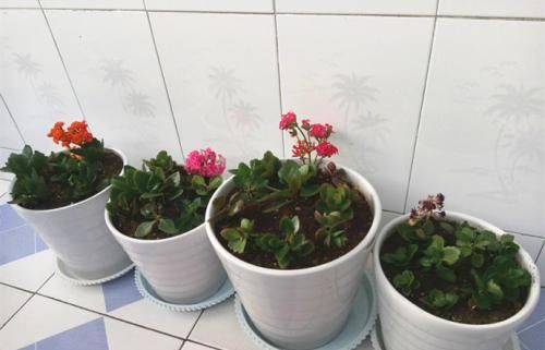  扦插■这2种花现在扦插，当年就能开花，可别错过好机会！