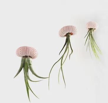  植物：室内就能养活的5种高颜值绿植 后2种很少人知道