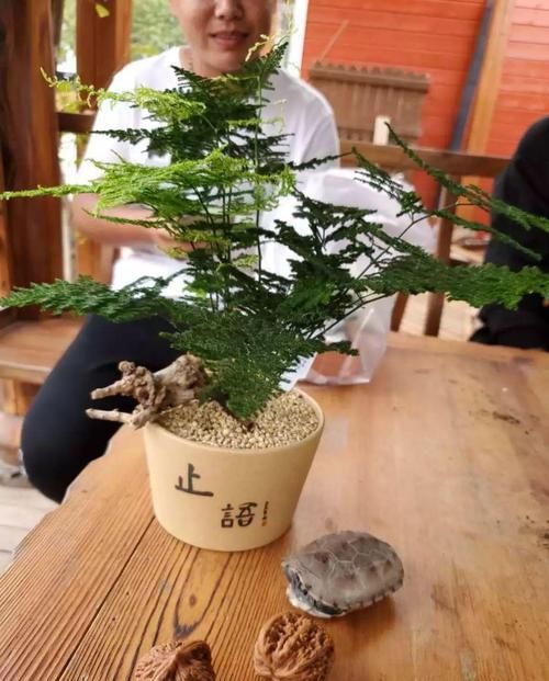  幸福树@这4种花最怕二手烟，连着熏两天，叶子花花往下掉！