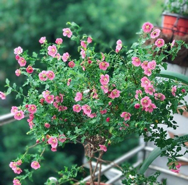 有一种花容易爆盆而且养护简单？