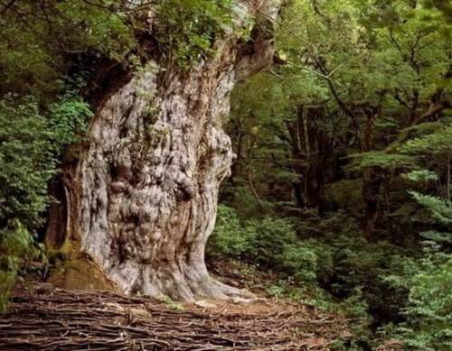 世界最厉害十棵树：四棵在华夏，价值无法估量，1棵是李世民栽种