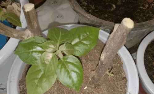  「扦插繁殖」拿这些花“练扦插”，1个月冒花苞，花期开花更漂亮！