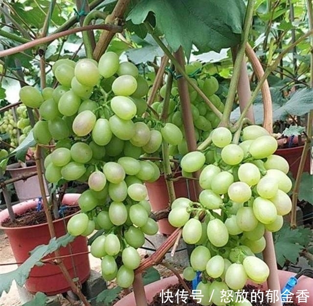  『记住』阳台如何种葡萄？记住4点，果子数量多，一串串挂满了，好吃好看