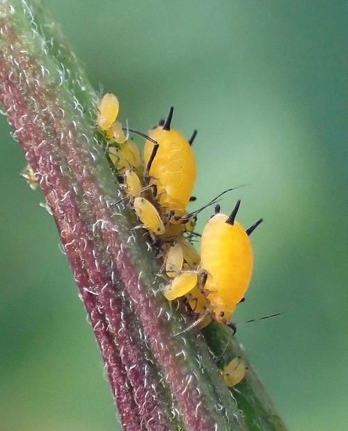  「毒植物」专门祸害夹竹桃的蚜虫，不怕毒液的害虫