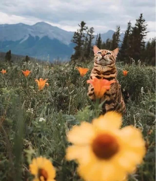 这只猫很喜欢旅游，每次跟着主人旅行都会很兴奋，沉浸在大自然中