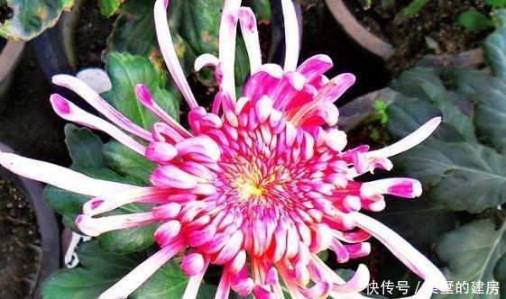 『花形』新手养花就养一盆“巾帼雄风”,花形奇特,淡雅清奇,适合盆栽养