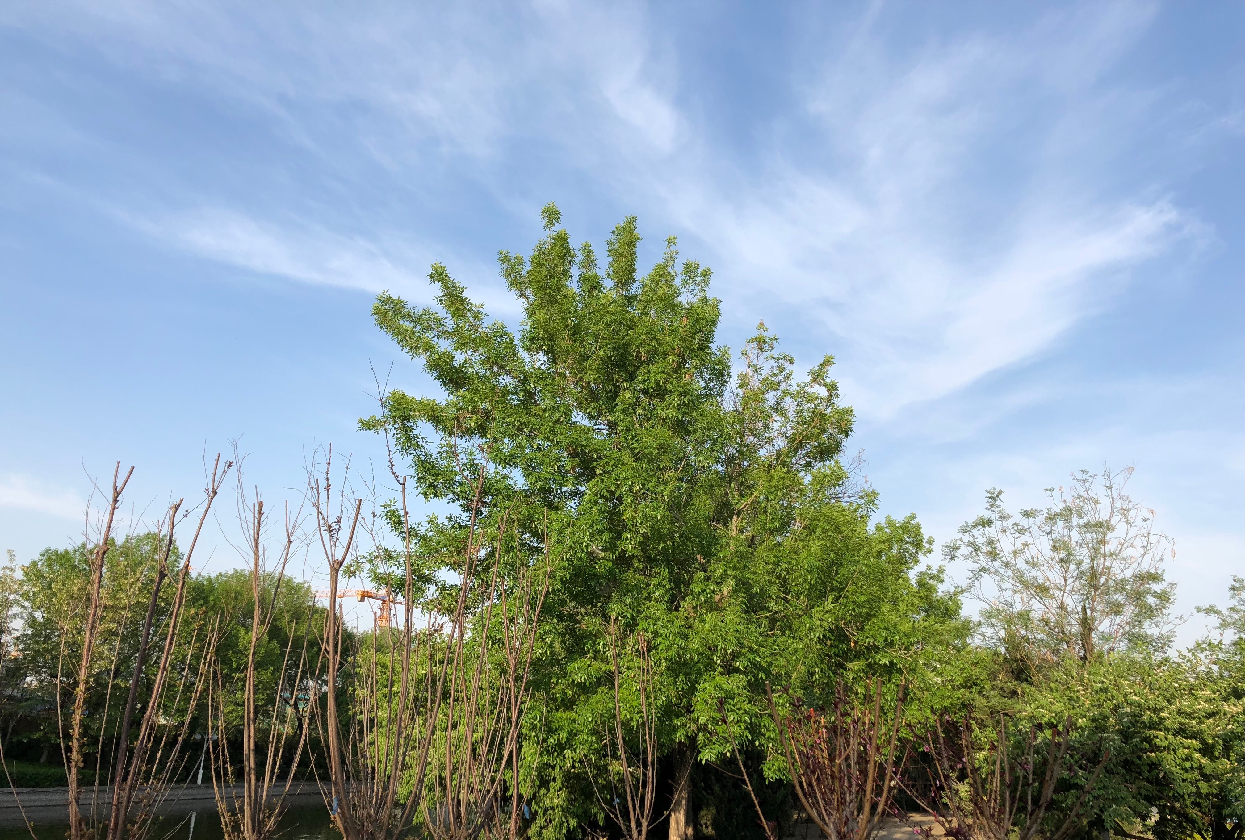 人间四月芳菲尽，一帘幽梦绿芳来