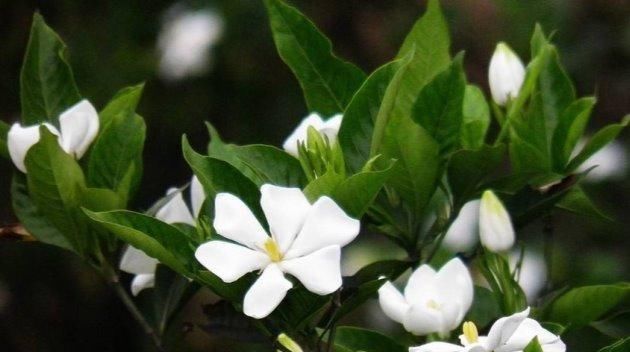  「栀子花」栀子花种植“四注意”，做好方能枝叶“旺盛”！