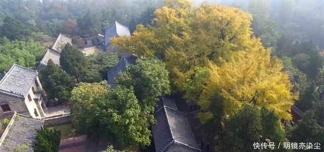  「银杏树」这十大长寿树王：棵棵大有来头，第一名比中国历史还