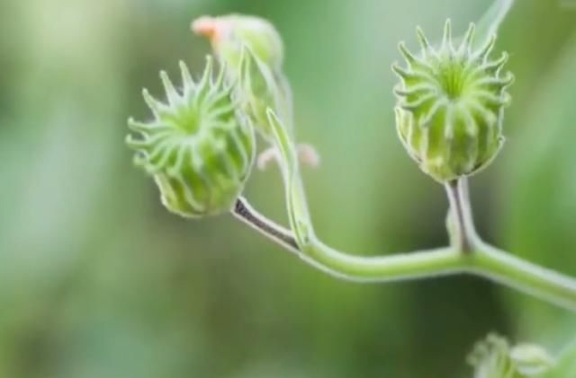  【果实】这种野草在农村经常见到，果实像磨盘，不料价值珍贵很