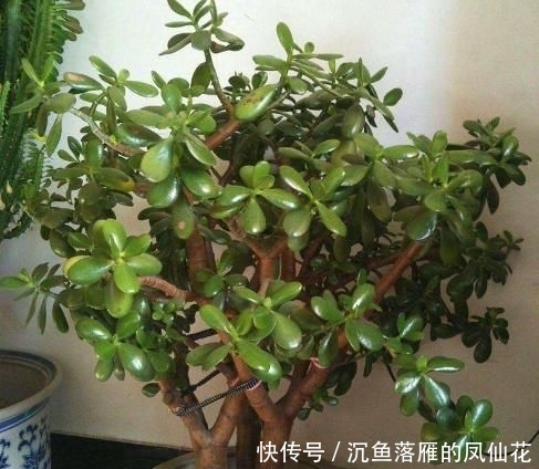  「黄豆营养水」不要嫌弃马齿觅廉价，按照2点要求做，轻松养成千元老桩盆景