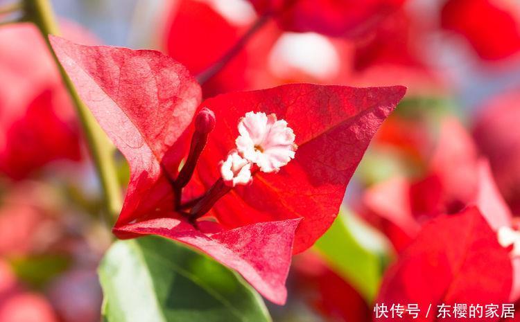 「插进」养花很难?可以尝试此5种,插进土里就能活,开花爆盆很简单