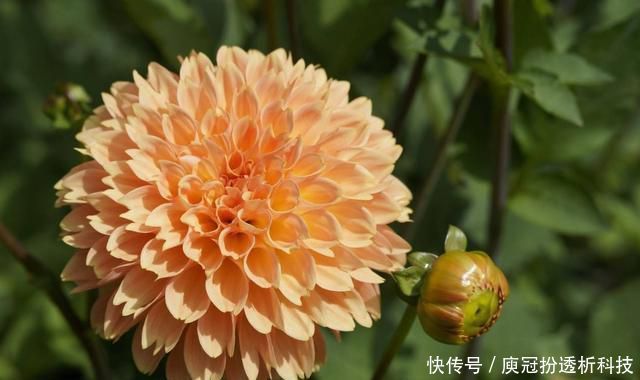 提高■养花就养盆量大还艳丽的,开花漂亮抓人眼球,点缀环境提高档次