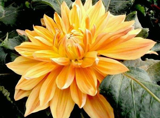  『寓意』这几款花卉花期长，寓意好花朵美，花开一簇一簇，花色美丽不费心