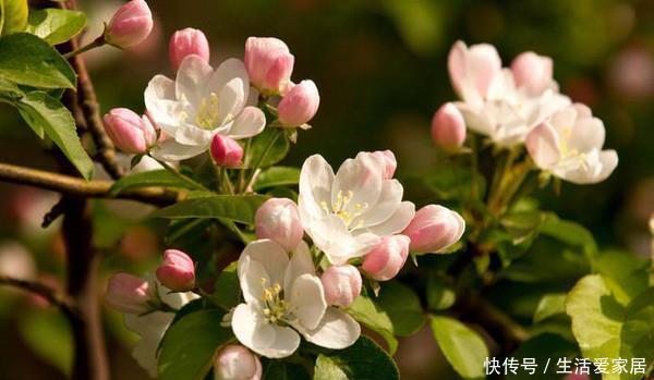  「神仙」此花即使面临风吹雨打，依然傲然站立，就像是神仙一样的花