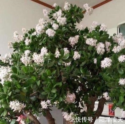 『盆土干透』客厅养的5种花，最怕水，多浇一点点，整盆死翘翘