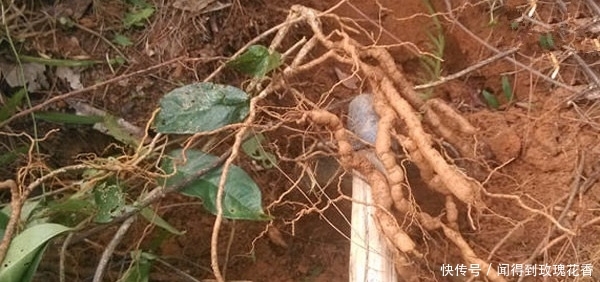 农村地里的一种东西，价格被炒得很高，大家了解吗？